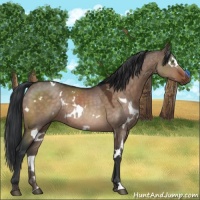 Horse Color:White Spotted Brown Dun Mushroom Rabicano 
