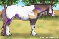 Horse Color:Chocolate Palomino Onyx Sabino Appaloosa