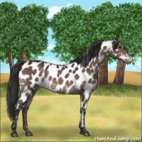 Horse Color:Brown Appaloosa