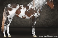 Horse Color:White Spotted Liver Chestnut 