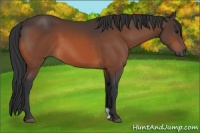 Horse Color:Brown 