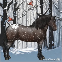 Horse Color:Brown Appaloosa 