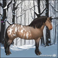 Horse Color:Brown Dun Appaloosa 