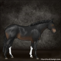 Horse Color:Gray Brown 
