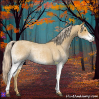Horse Color:White Spotted Palomino Roan 