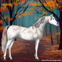 Horse Color:Red Dun Sabino Splash