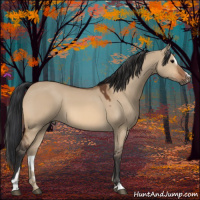 Horse Color:Bay Dun Sabino