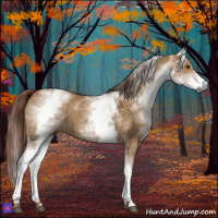 Horse Color:Gray White Spotted Red Dun 