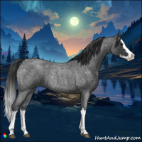 Horse Color:Blue Roan Splash 