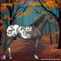Horse Color:Grullo Appaloosa 