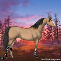 Horse Color:White Spotted Bay Dun Sabino 