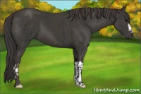 Horse Color:Black  and Smoky Black 