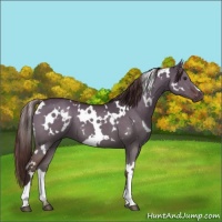 Horse Color:White Spotted Liver Red Dun 