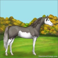 Horse Color:Liver Red Dun Splash