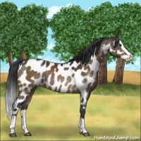 Horse Color:Brown Splash Appaloosa 