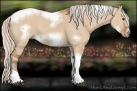 Horse Color:Silver Bay Dun Sabino Tobiano Frame Rabicano 