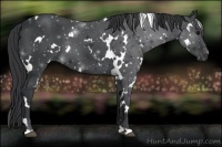Horse Color:White Spotted Black 