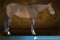 Horse Color:Gray Brown Dun Splash Rabicano and Gray Brown Dun Tobiano Rabicano