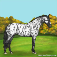 Horse Color:Blue Roan Near Leopard 