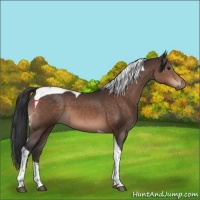 Horse Color:Brown Tobiano 