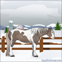 Horse Color:Silver Black Splash Tobiano Rabicano 