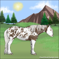 Horse Color:White Spotted Silver Black Ice Pearl Sabino Splash Appaloosa 