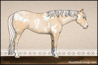 Horse Color:White Spotted Silver Buckskin Pearl Sabino 
