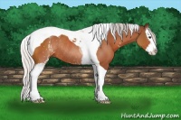 Horse Color:White Spotted Silver Brown Splash Tobiano Rabicano 