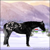 Horse Color:Void Watercolor White Spotted Silver Brown Chinchilla Dun Splash Tobiano Appaloosa 