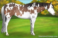 Horse Color:White Spotted Bay Splash Rabicano 
