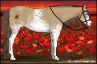 Horse Color:White Spotted Classic Cream Champagne Sabino Rabicano