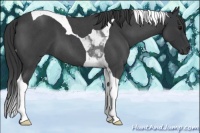 Horse Color:Blue Roan Tobiano