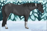Horse Color:Blue Roan Tobiano