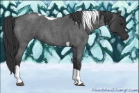 Horse Color:Blue Roan Tobiano 