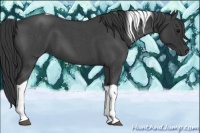 Horse Color:Blue Roan Tobiano