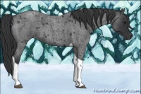 Horse Color:Blue Roan Tobiano 