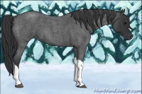 Horse Color:Blue Roan Tobiano