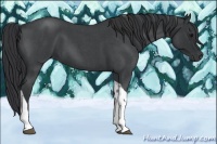 Horse Color:Blue Roan Tobiano