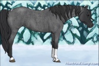 Horse Color:Blue Roan Tobiano 