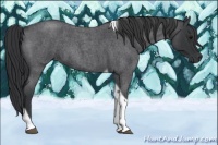 Horse Color:Blue Roan Tobiano