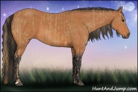 Horse Color:Chestnut  and Bay 