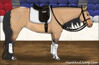 Horse Color:Bay Dun Tobiano