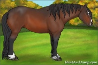 Horse Color:Bay Sabino 