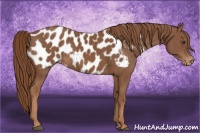 Horse Color:Chestnut Near Leopard 