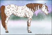 Horse Color:Chestnut Near Leopard 