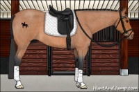 Horse Color:Bay Roan 
