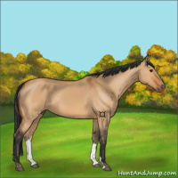 Horse Color:Bay Dun