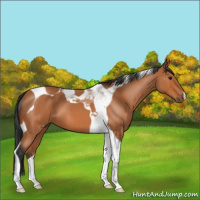 Horse Color:Bay Roan Tobiano