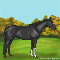 Horse Color:Black 