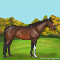 Horse Color:Brown 